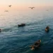 Idle Sea Fisher